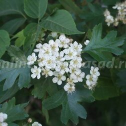 ������ ������ ��������� �������������, 3 ��.   ����