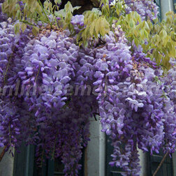 ������ ������ �������� ���������   ����