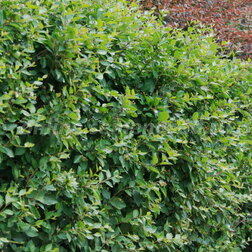 ������ ������ ������� ���������� ���������� (3 ��.)   ����