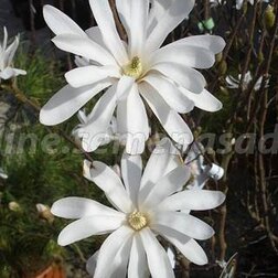 ������ ������ �������� ���������� ���� ����   ����