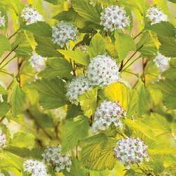 ������ ������ ������������� ������������� ����� ����   ����