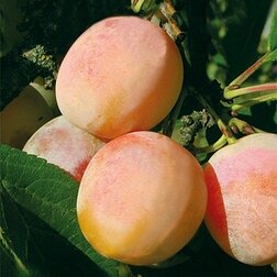 ������ ������ ����� ������� (�����) ������� �����-����������   ����