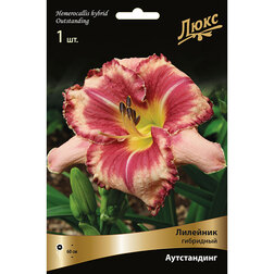 ������ ������ �������� ��������� �����������*   ����