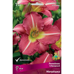 ������ ������ �������� ��������� �������*   ����