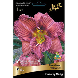 ������ ������ �������� ��������� �o��� �� ����*   ����