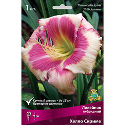 ������ ������ �������� ��������� ����� ������*   ����