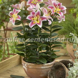 ������ ������ ����� ��������� ��������� �������� (2 ��.)   ����