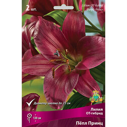 ������ ������ ����� ��-������ ϸ�� ����� (2 ��.)   ����