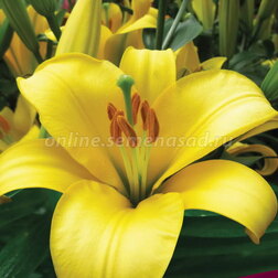 ������ ������ ����� ��������� ������ ������ (2 ��.)   ����