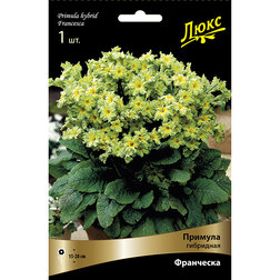 ������ ������ ������� ��������� ���������*   ����