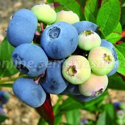 ������ ������ �������� ������������ �������   ����