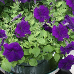 ������ ������ ������� ��������� ������� ��� (1��-100�����) ���������������� ������   ����