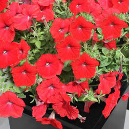 ������ ������ ������� ��������� ������� ��� (1��-100�����) ���������������� ������   ����