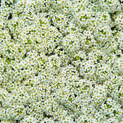 ������ ������ ������� ���������� ���� (1��-1000��) ���������������� ������   ����