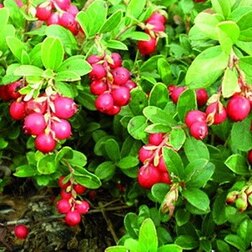 ������ ������ ������� �������� ������   ����