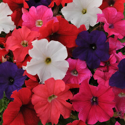 ������ ������ ������� ����������� �� ����� ���� (1��-1000�����) ���������������� ������   ����