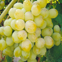 ������ ������ �������� �������� �������   ����