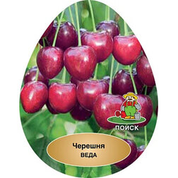 ������ ������ ������� ����   ����