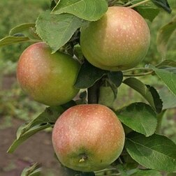 ������ ������ ������ ������������� �������� ��������   ����