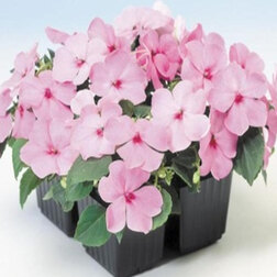 ������ ������ ��������� ������ ���� (1��-1000��)���������������� ������   ����