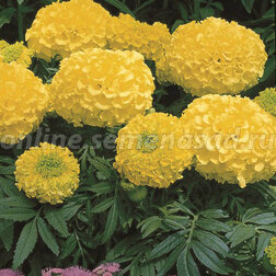 ������ ������ �������� ������������ ������� �������� (1��-5 000��)���������������� ������   ����