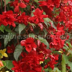 ������ ������ ������� ��������� ������ �����-������� (1 ��-1000�����) ���������������� ������   ����