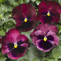 ������ ������ ����� ��������������� �������� ���� ��� ����� (1��-1000��) ���������������� ������   ����