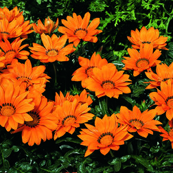 ������ ������ ������� ���� ����� (1��-1000��) ���������������� ������   ����