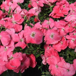 ������ ������ �������� ����� ������ (1��-1000��)   ����