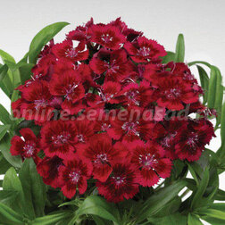 ������ ������ �������� �������� �������� ��� (1��-1000�����)   ����