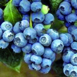 ������ ������ �������� ������������ ���������� 71   ����