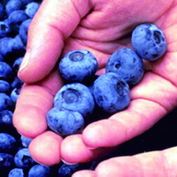 ������ ������ �������� ������������ ������   ����