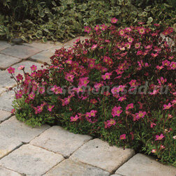 ������ ������ ���������� ������� ��������� ��� (1��-1000��)���������������� ������   ����