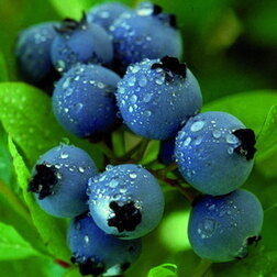 ������ ������ �������� ������������ ���� ������   ����