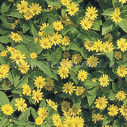 ������ ������ ����������� ��� ���� (1��-1000��)   ����