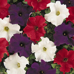 ������ ������ ������� ����������� ����� ������� ���� (1��-1000�����) ���������������� ������   ����