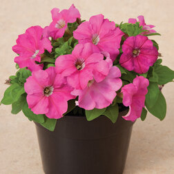 ������ ������ ������� ����������� ����� ���� (1��-1000�����)���������������� ������   ����