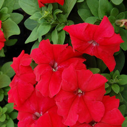 ������ ������ ������� ����������� ����� ��� �� ��� (1��-1000�����) ���������������� ������   ����