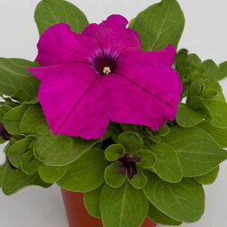 ������ ������ ������� ����������� �������� ������ ����� (1��-1000�����)   ����