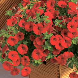 ������ ������ ������� ���������� ��������� ��� (1��-1000�����) ���������������� ������   ����