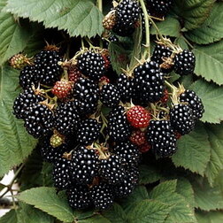 ������ ������ ������� ������� ���� ����� (���������)   ����