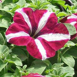 ������ ������ ������� ����������� ����� �������� ���� (1��-1000 �����) ���������������� ������   ����