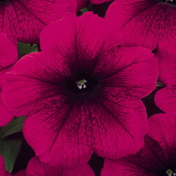 ������ ������ ������� ����������� ����� ������� (1��-1000 �����) ���������������� ������   ����