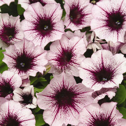 ������ ������ ������� ����������� ����� ���� �������� (1��-1000 �����) ���������������� ������   ����