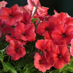 ������ ������ ������� ����������� ����� ��� (1��-1000 �����) ���������������� ������   ����