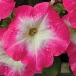 ������ ������ ������� ����������� ����� ���� ���� (1��-1000 �����) ���������������� ������   ����