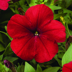 ������ ������ ������� ����������� ��� ��� (1��-1000�����)���������������� ������   ����