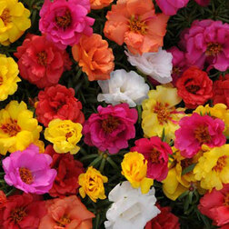 ������ ������ �������� ����� ���� ���� (1��-1000 ��) ���������������� ������   ����