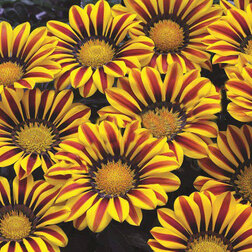 ������ ������ ������� ��� ���� ����� ����� (1��-100��) ���������������� ������   ����