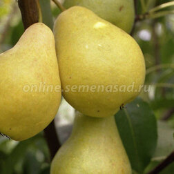 ������ ������ ����� ���� (� �����)   ����